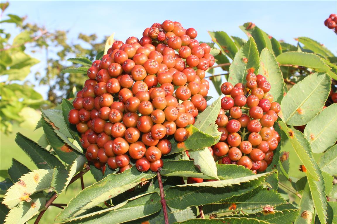 Bokstaver Og Alfabet Sprkrdet